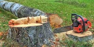 Best Tree Removal Services  in Chippewa Falls, WI